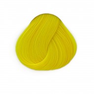 צהוב זועק - Bright Daffodil